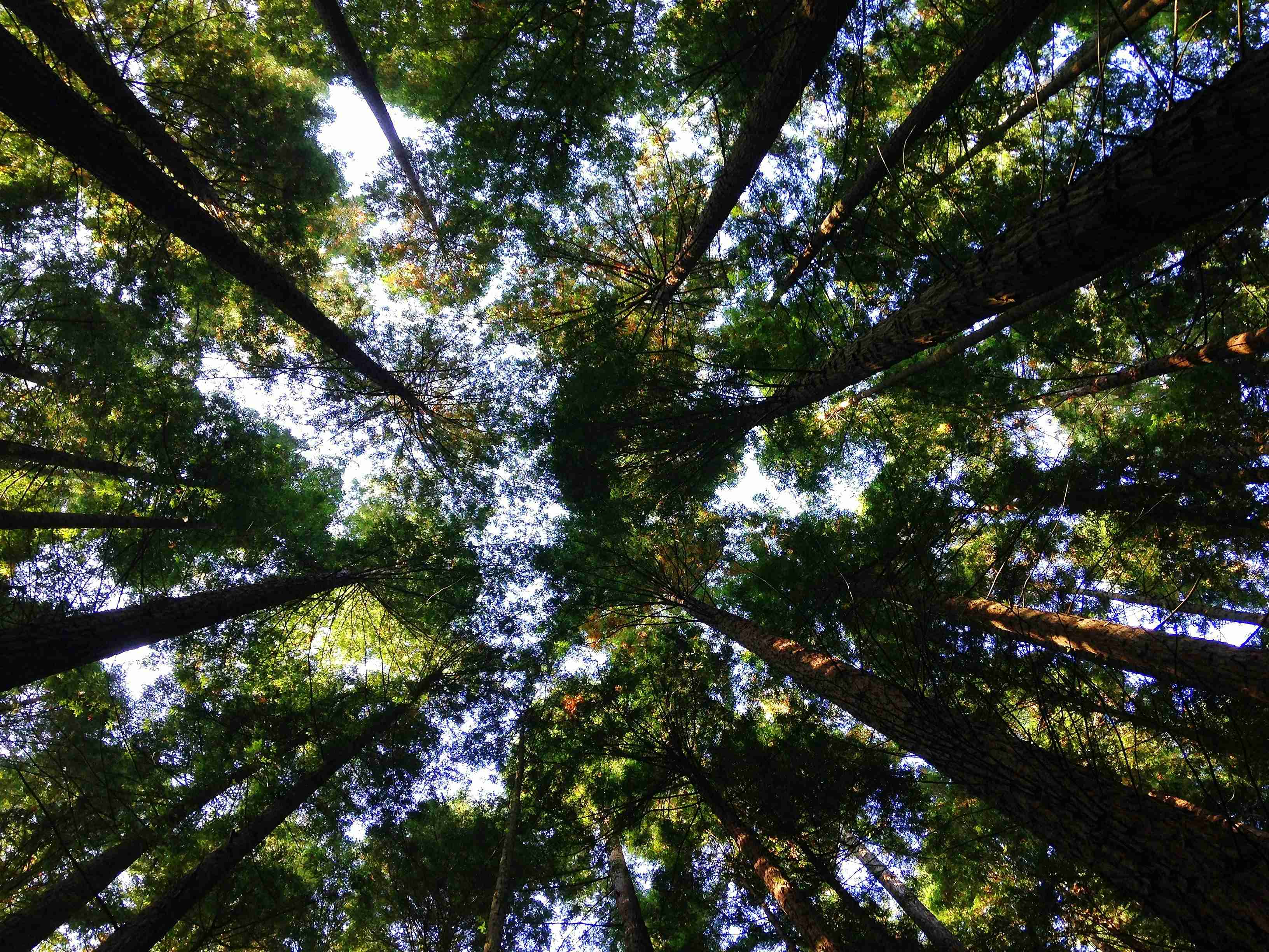 Tall green trees forming a canopy, viewed from the forest floor.