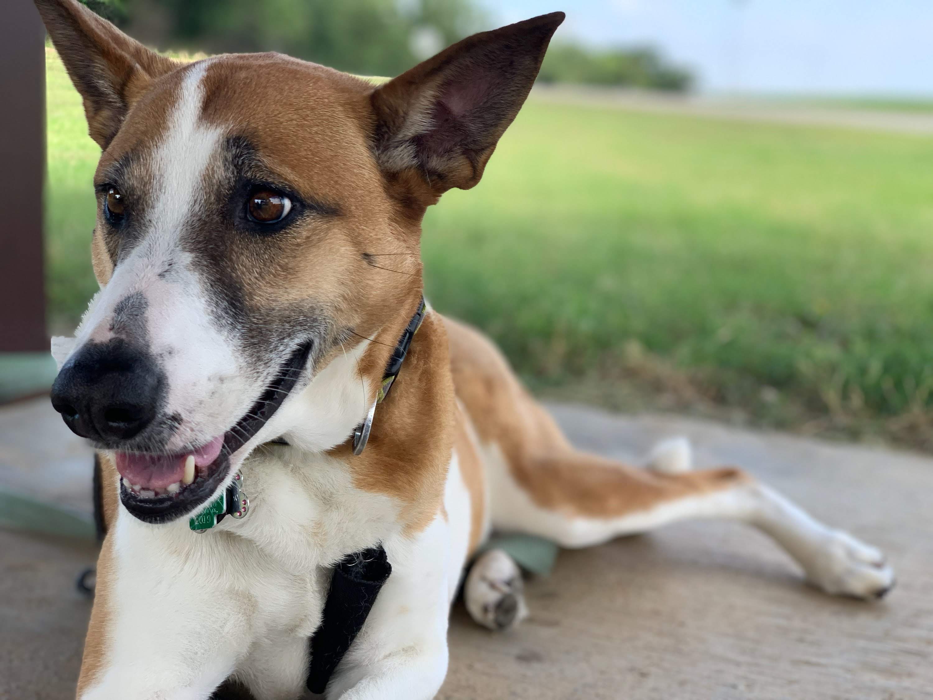 Buddy's dog, Busika.