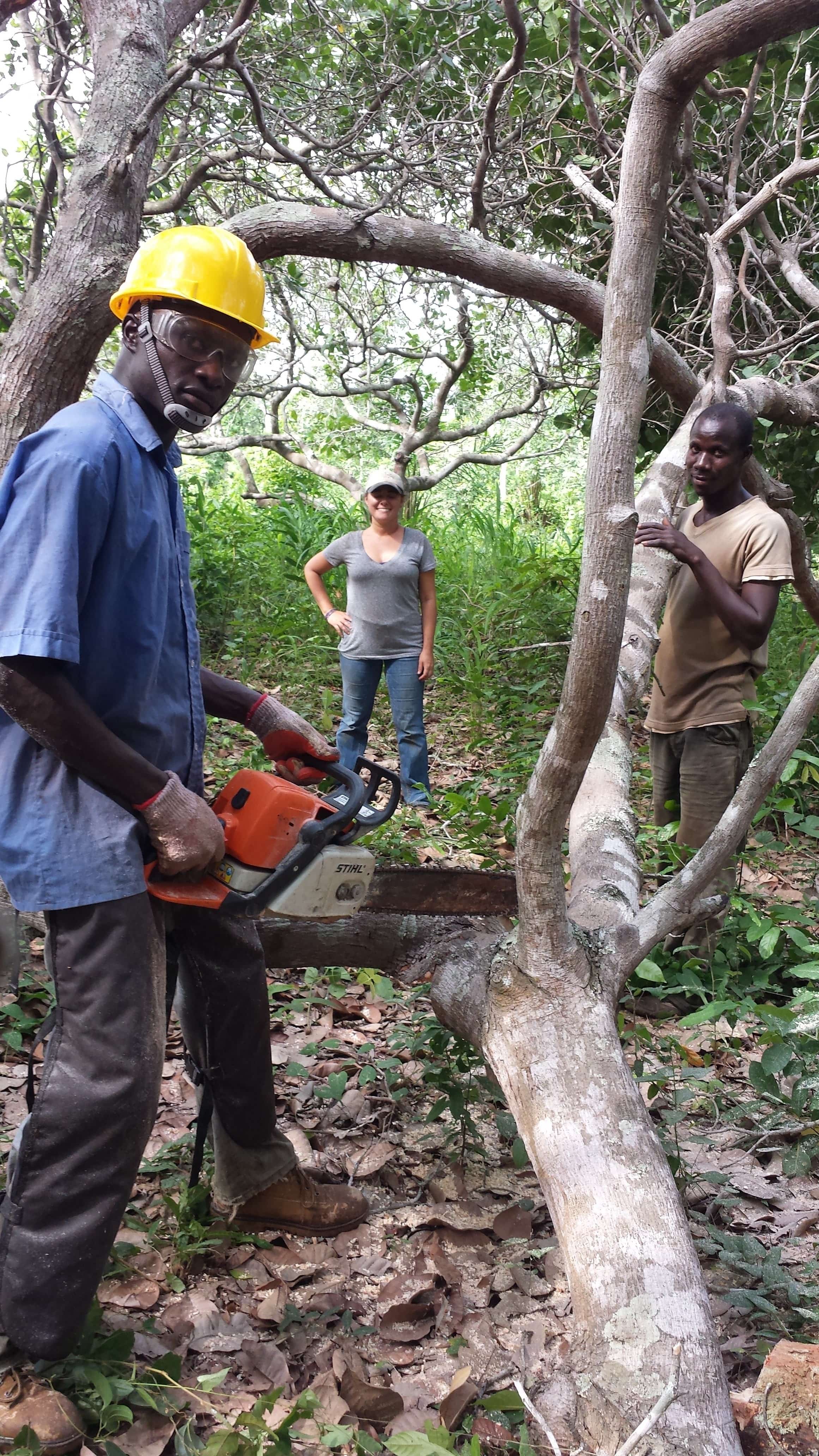 A local man from Ghana uses a chainsaw to help remove a fallen tree.