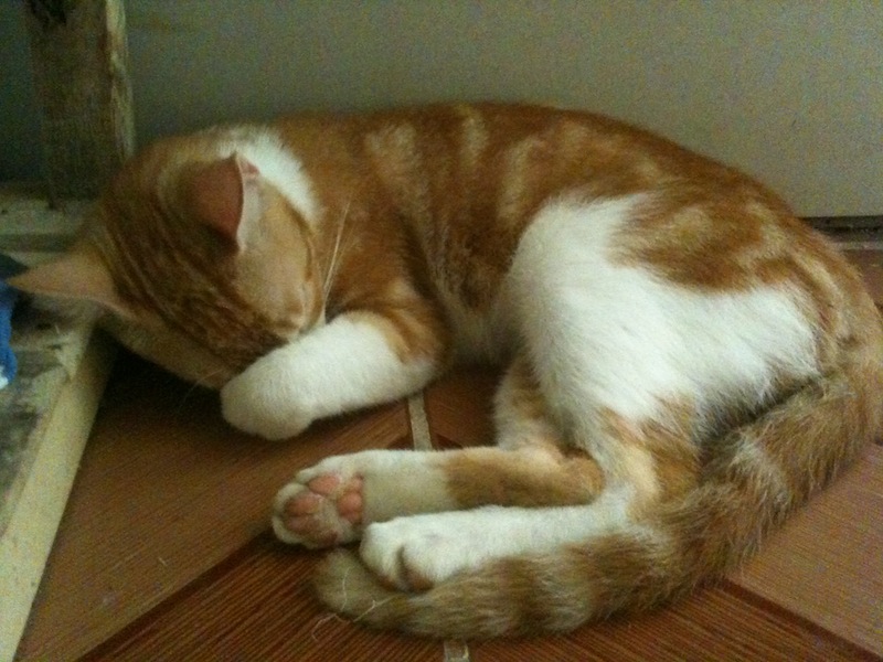 Leigh's cat, Ladybird